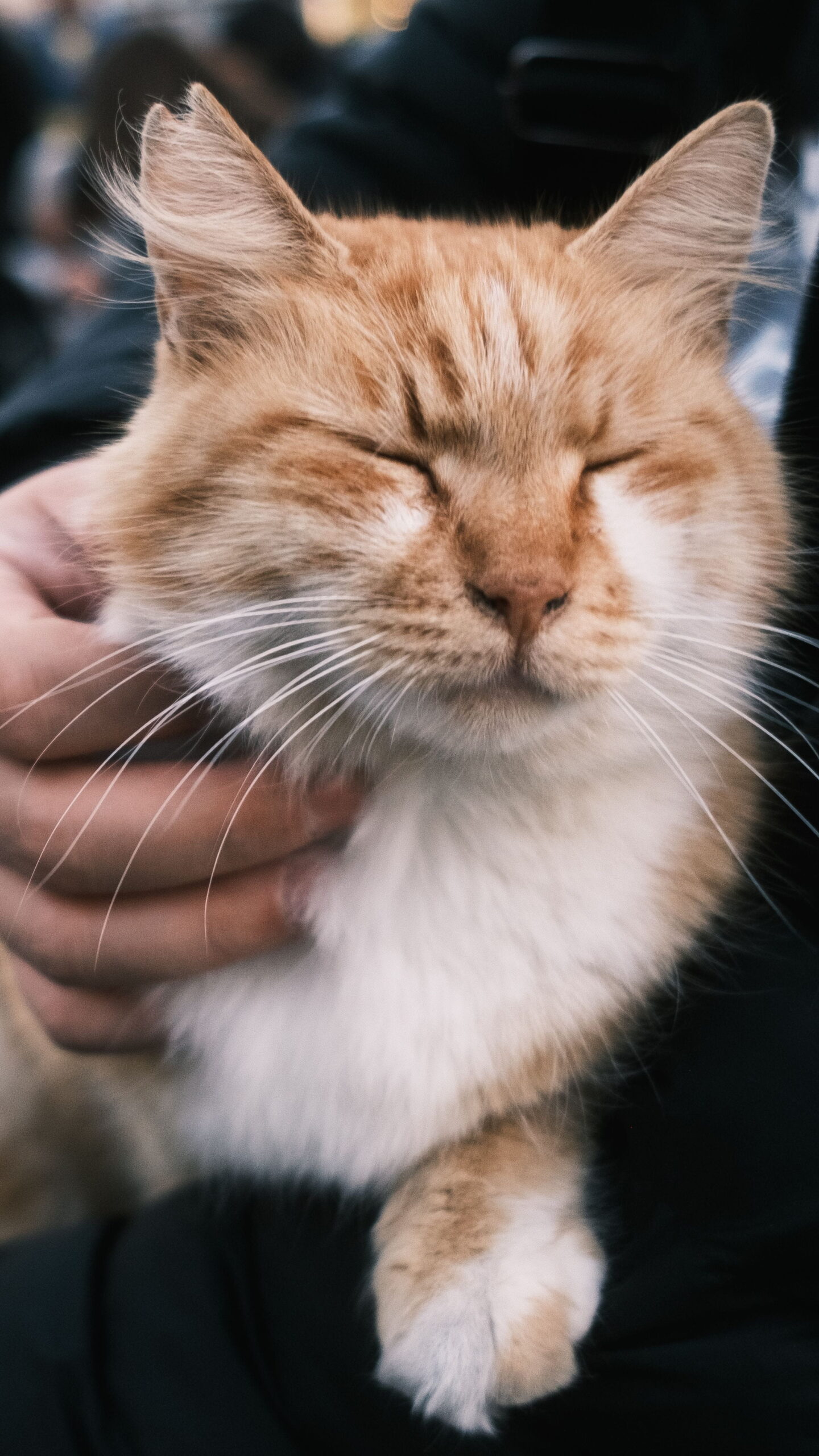 Outdoor Cat Daycare: A Complete Guide for Cat Owners (2026) 